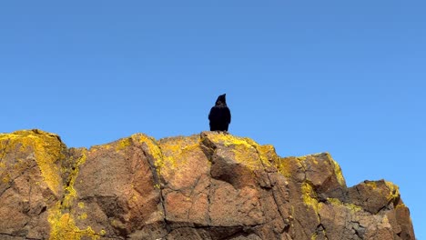 crow raven sitting on yellow rock from below low angle clear blue sky