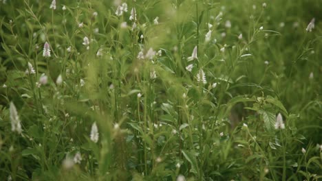 Ein-Ruhiger-16-Sekunden-Clip,-Der-Hohes-Blattgras-Mit-Kleinen-Weißen-Blumen-Zeigt,-Die-Sich-Sanft-Im-Wind-Wiegen