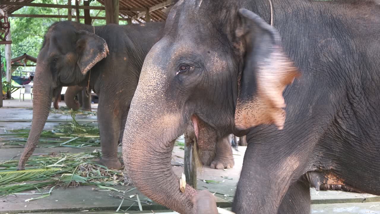 태국 코끼리는 코 창 섬의 코끼리 캠프에서 야자수 잎을 먹습니다.