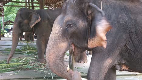 thai elephants eat palm tree leaf's at a elephant camp on koh chang island