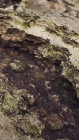 vídeo vertical em close-up caracol de casca listrada árvore de casca britânica floresta 2