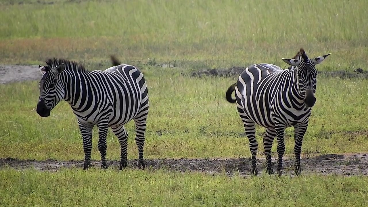 Due zebre in piedi in un campo erboso
