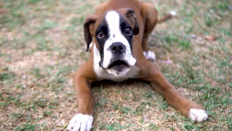 close-up shot of a young boxer puppy lying down and barking at its owner