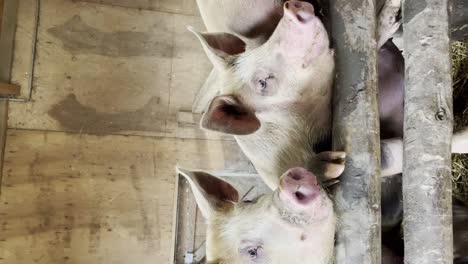 Vertical-Shot-Of-Pigs-At-The-Stable.-closeup