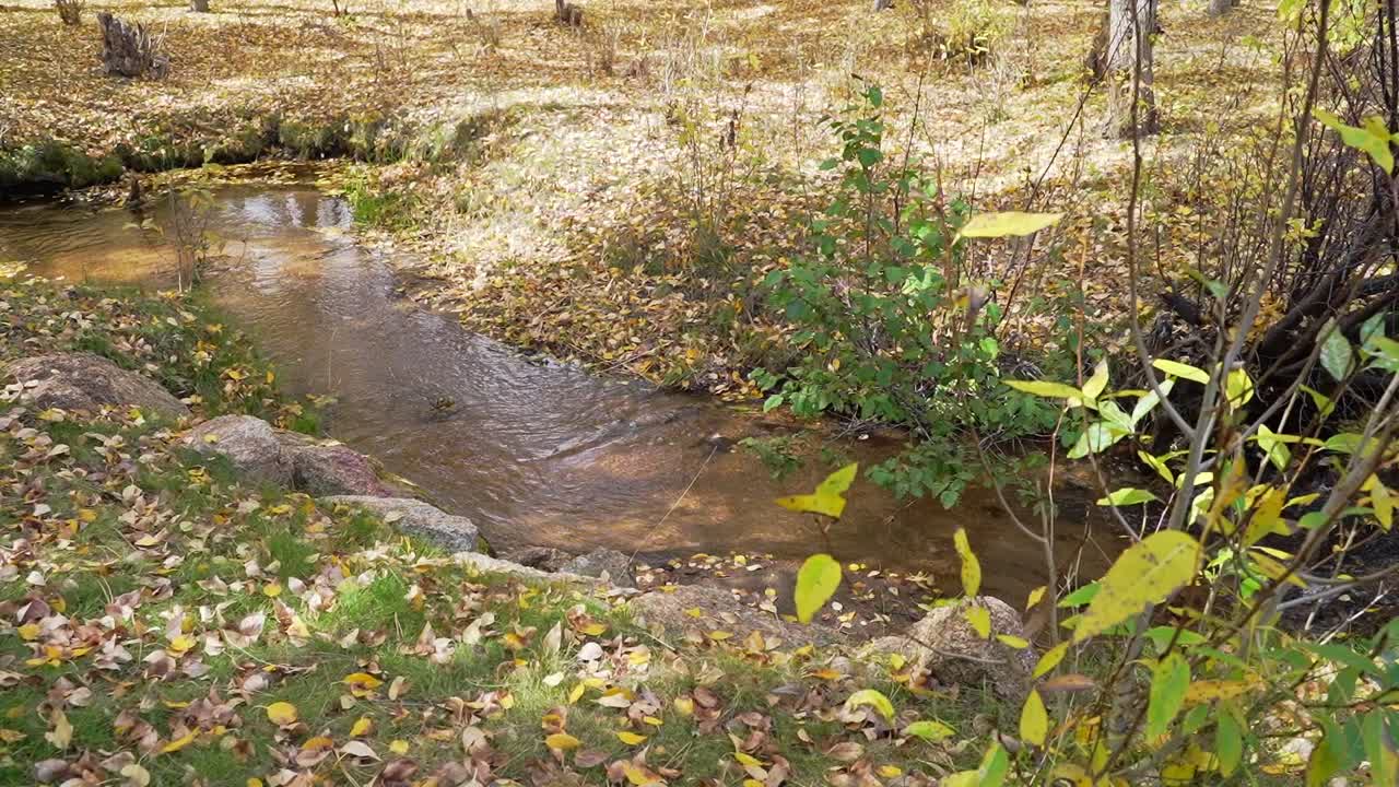 arroyo de agua de bosques tranquilos durante el otoño amarillo