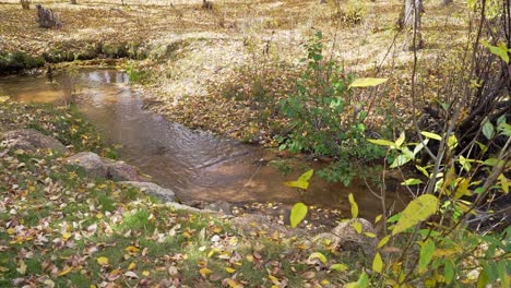 arroyo de agua de bosques tranquilos durante el otoño amarillo