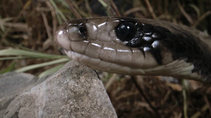 Extreme close up of False Water Cobra face snake macro