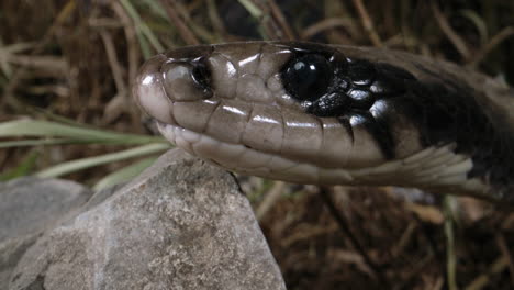 extreme close up of false water cobra face snake macro