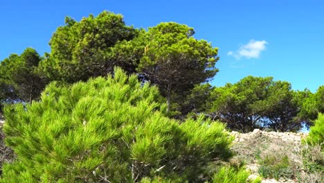 video from malta, selmun area on a sunny autumn day