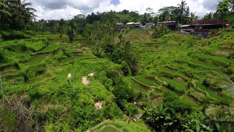 tiro de drone hacia adelante del valle con terrazas de arroz en ubud en bali, indonesia