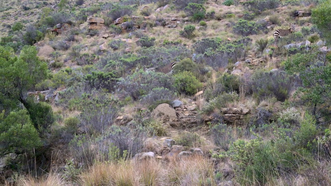 Zebra di montagna del Capo (Equus zebra) che scende da una montagna tra gli arbusti, Parco Nazionale della Zebra di Montagna, Rallentatore