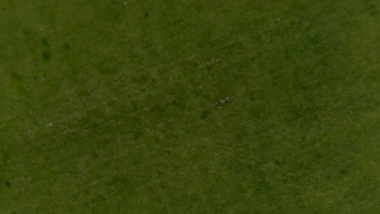 la hierba verde se levanta y vuela sobre el vecindario rural con la puesta de sol