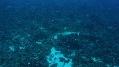 el tiburón de arrecife gris nadando junto al arrecife de coral en fakarava, polinesia francesa