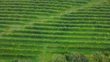 Arial:-Campo-De-Manzanas-Con-Gallinas-Camperas-Desde-Arriba