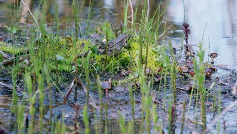 handheld shot of a pool frog and marsh frog jumping in the water at the side of a pond