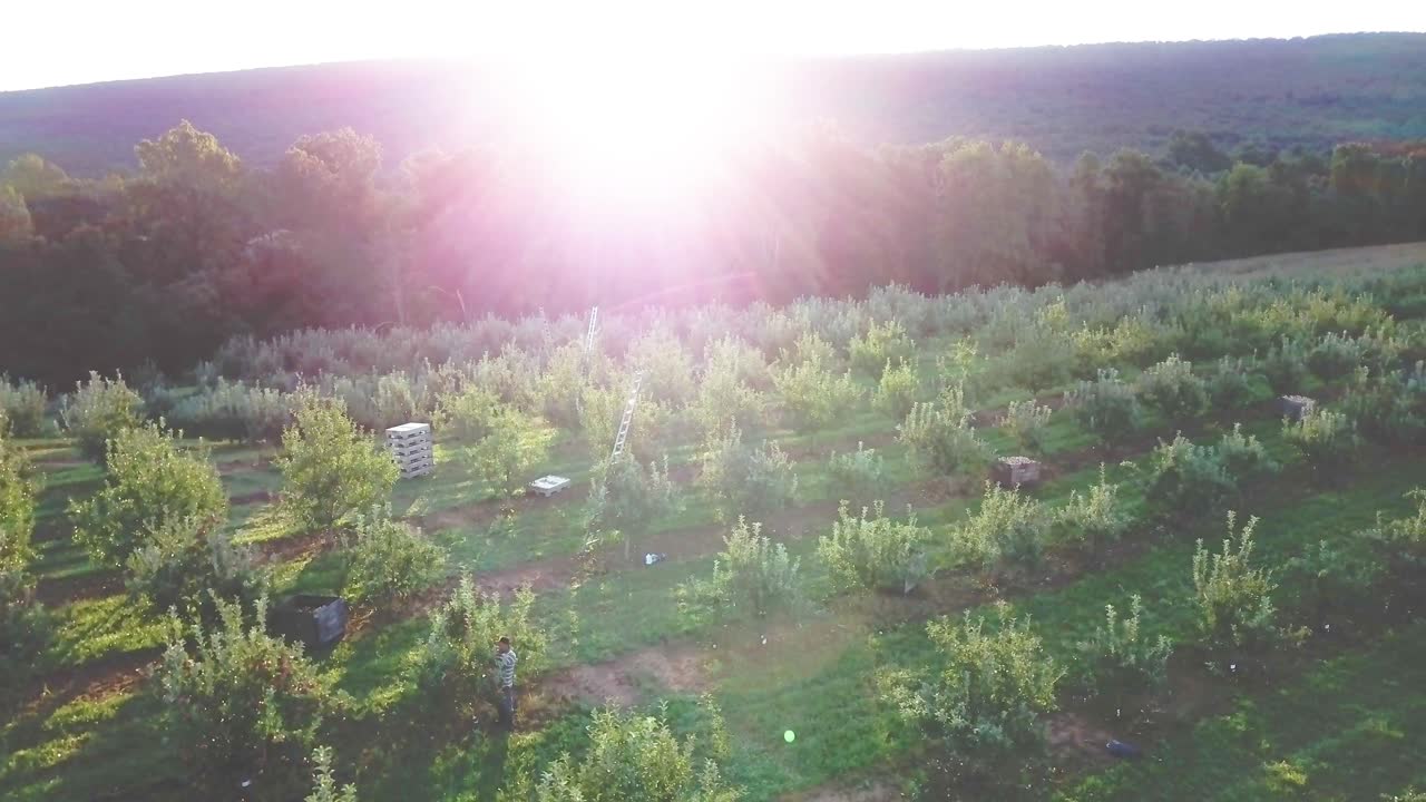 Aerial view of an orchard at sunset