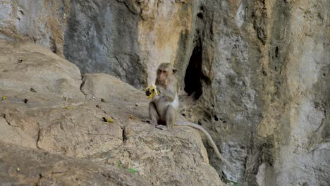 mono salvaje en khao chakan - montaña de los monos, sakaeo, tailandia