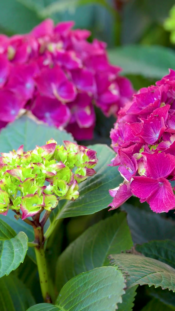 Close-up handheld shot of pink hydrangea blossoms and green leaves in soft natural daylight.