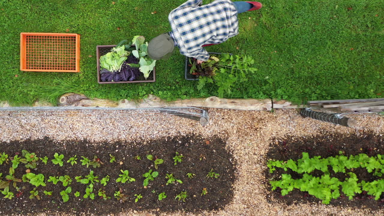 pulgar verde pone verduras cultivadas en casa del jardín en cajas, aire de arriba hacia abajo
