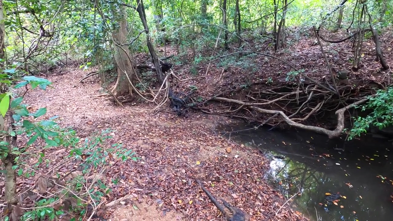 Pozza nella giungla profonda sul fiume. È secca a causa della stagione arida.
