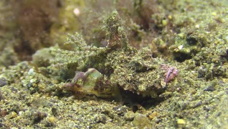 well camouflaged spiny devilfish crawls over sandy bottom using spiky dorsal fins as legs, yawns, side view