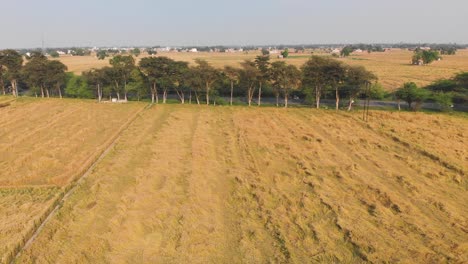 Vista-Aérea-De-Los-Cultivos-De-Trigo-Dañados