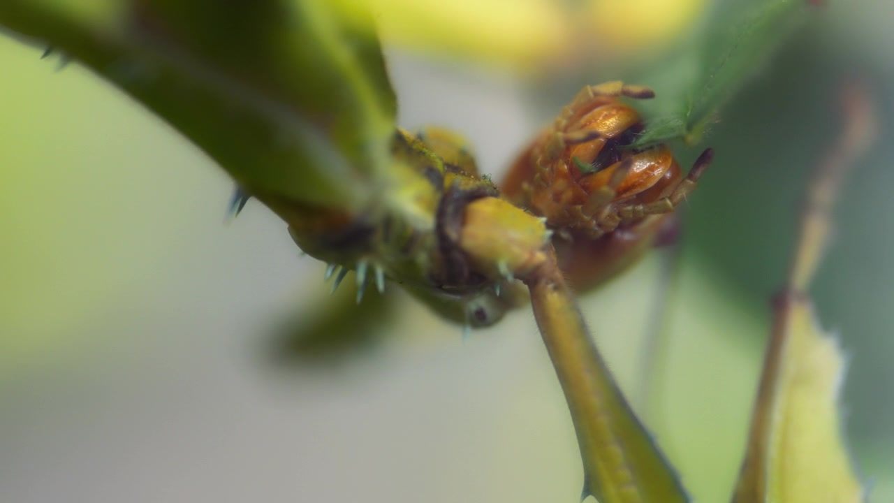 Close up of a spiny stick insect eating a leaf from a plant