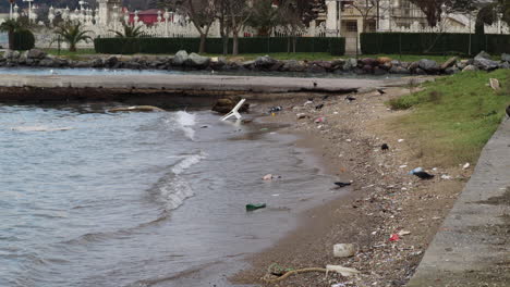 Crow-Forage-And-Peck-Food-In-The-Shore-Of-Bosphorus-Near-Kucuksu-Palace-In-Istanbul,-Turkey