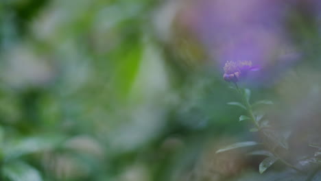 blurred dreamy image of one wilting aster amellus flower in selective focus, purple and green colours, meadow in background