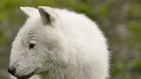 arctic wolf closeup looking at you and away back to you handheld