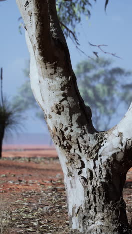 árbol de eucalipto en el interior de australia