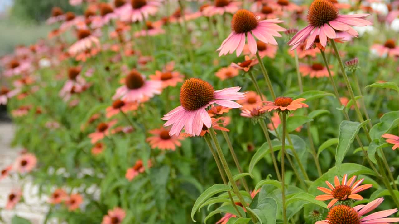 fiore