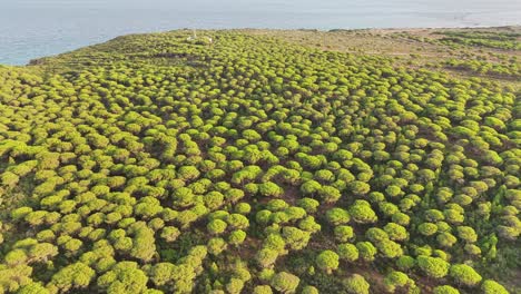 Aerial view of lush green vegetation covering the Bolonia dunes in Cádiz, Spain. Scenic natural contrast of dense forest canopy near the Atlantic coast, showcasing ecology and biodiversity