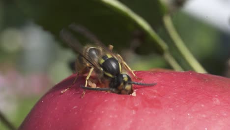 close up of wasp feeding on fresh apple fruit with hole