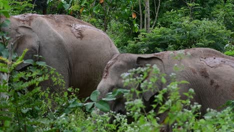 Los-Elefantes-Asiáticos-Son-Especies-En-Peligro-De-Extinción-Y-También-Son-Residentes-De-Tailandia