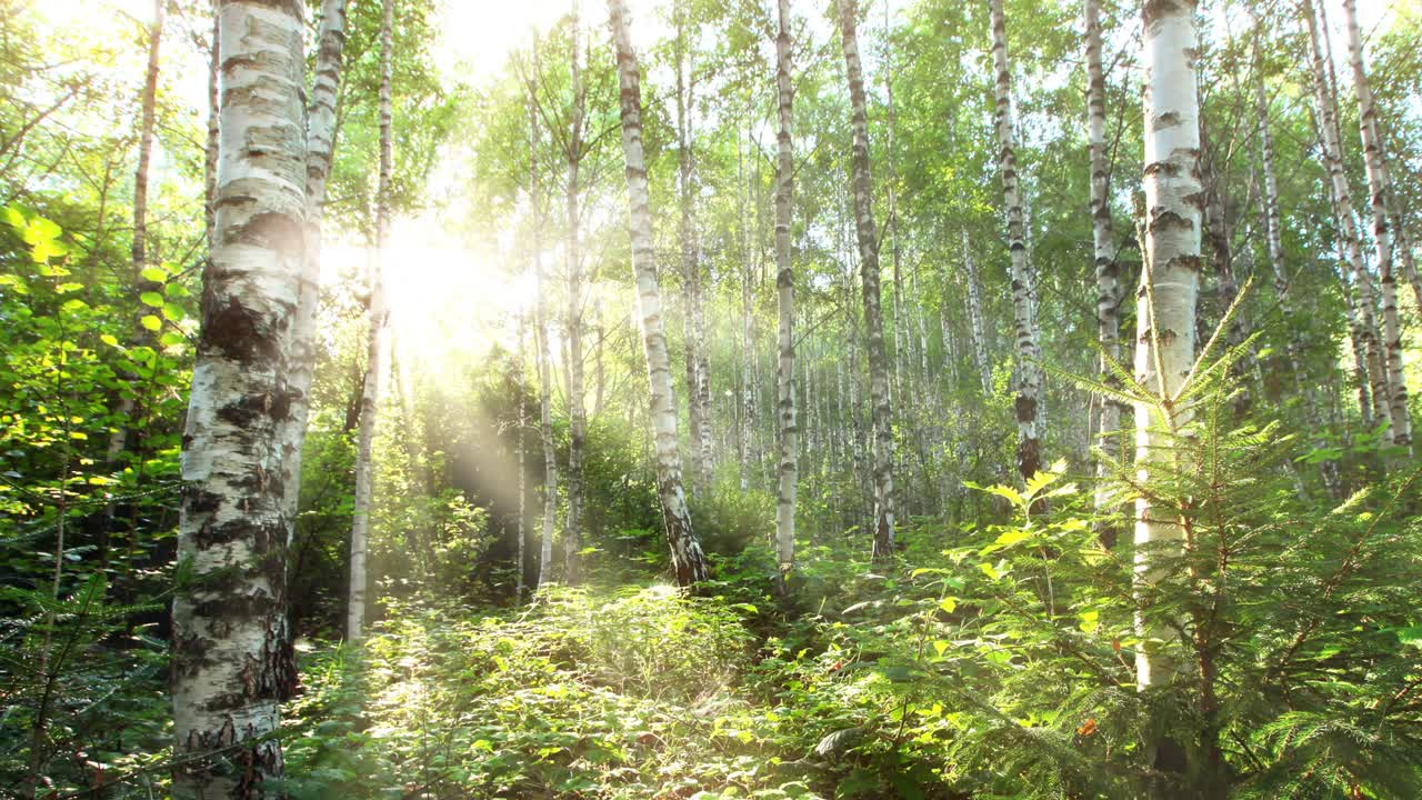 birch forest. timelapse. 4K.