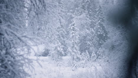 Heavy-snowing-in-a-pine-forest
