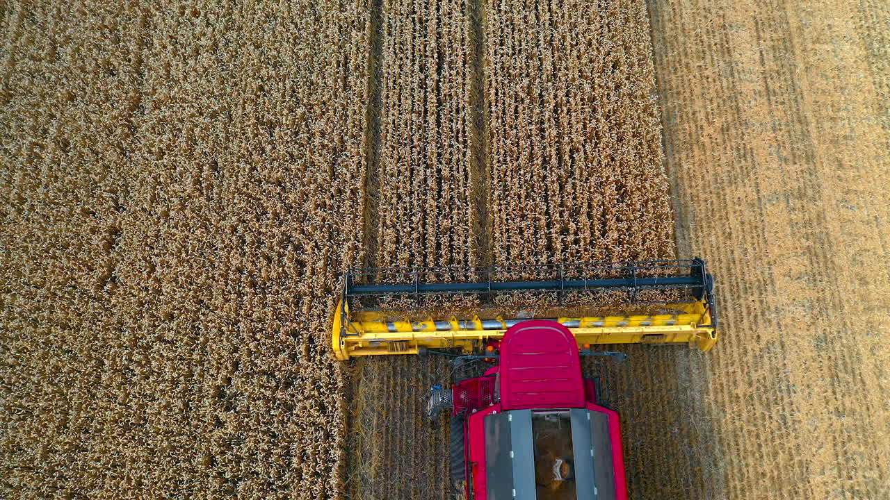Cutting blades of modern combine machine. Pink and yellow combine harvester collecting ripe agricultural plants on the field. Top aerial view.