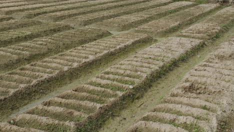 top view of a organic farm