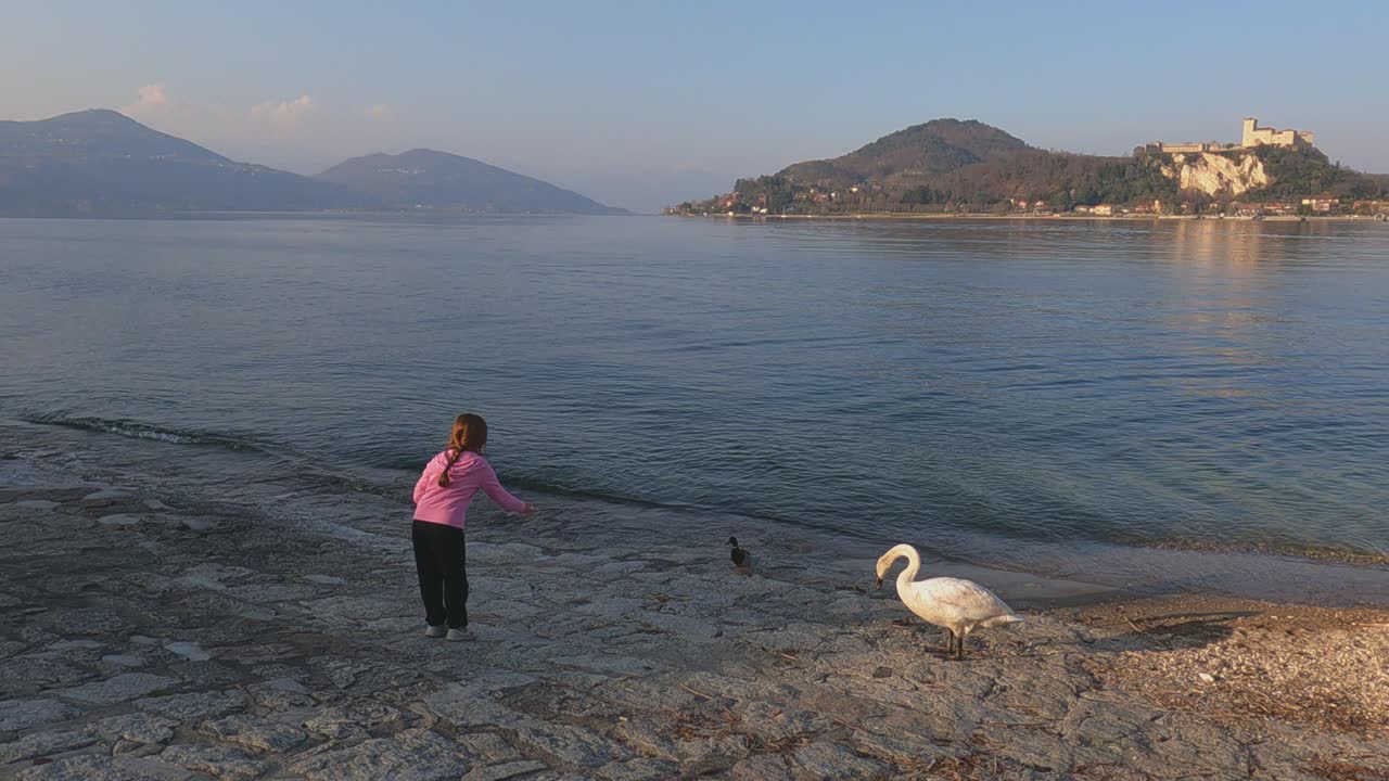 Little girl feeds mallard and white swan on lakeshore of Maggiore lake in Italy at sunset