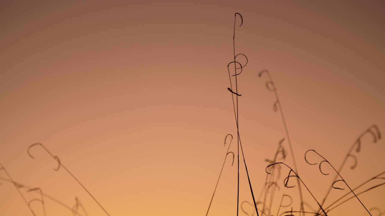 일몰 동안 주둔한 시골 잔디