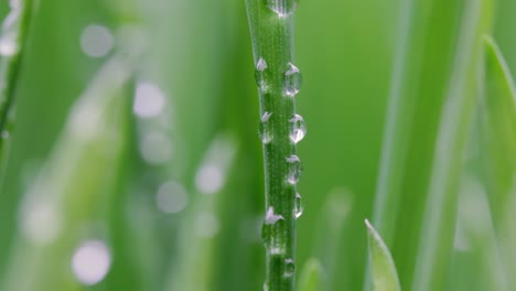 green grass close-up super macro shooting.