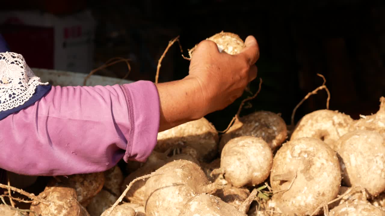 An Indonesian woman is choosing yam fruit in a traditional wet market.