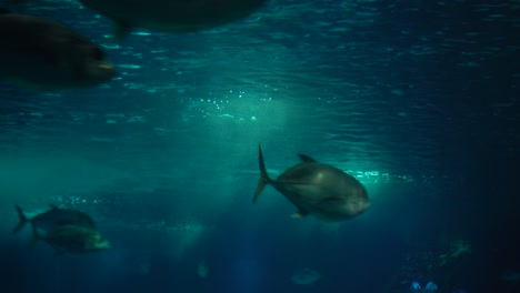 Stunning-Underwater-world-life-landscape