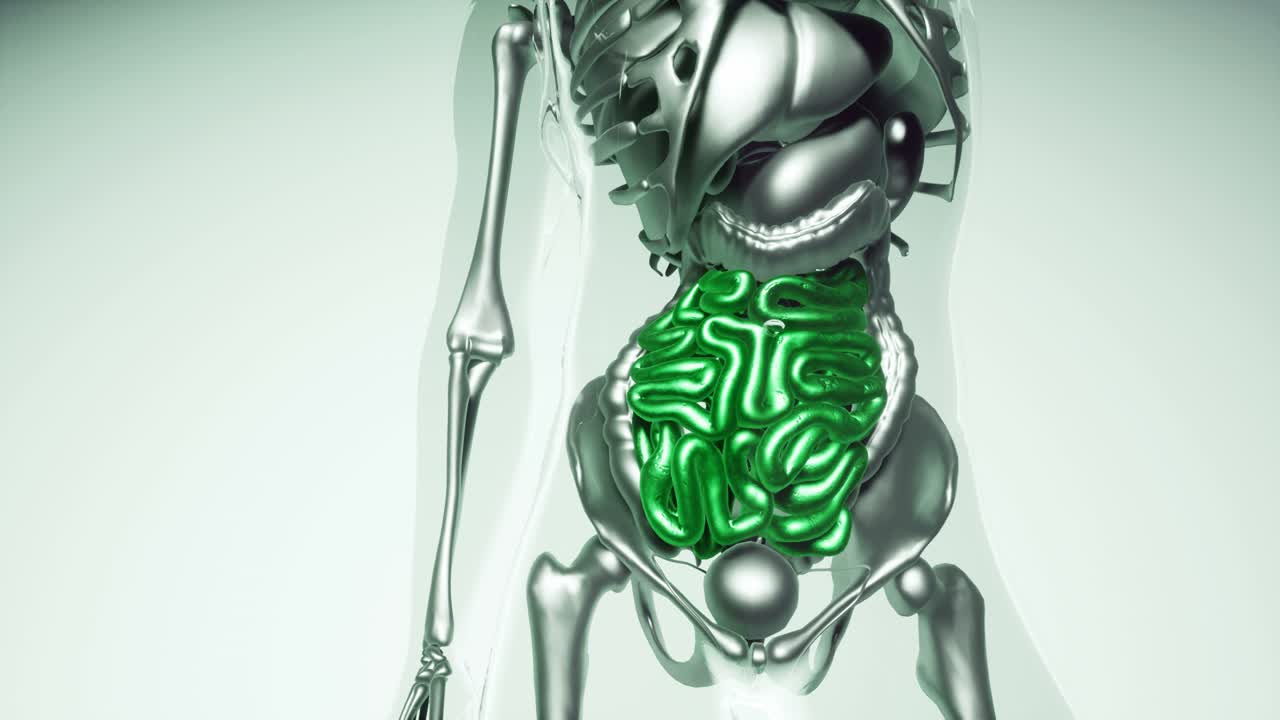 модель человеческого кишечника со всеми органами и костями
