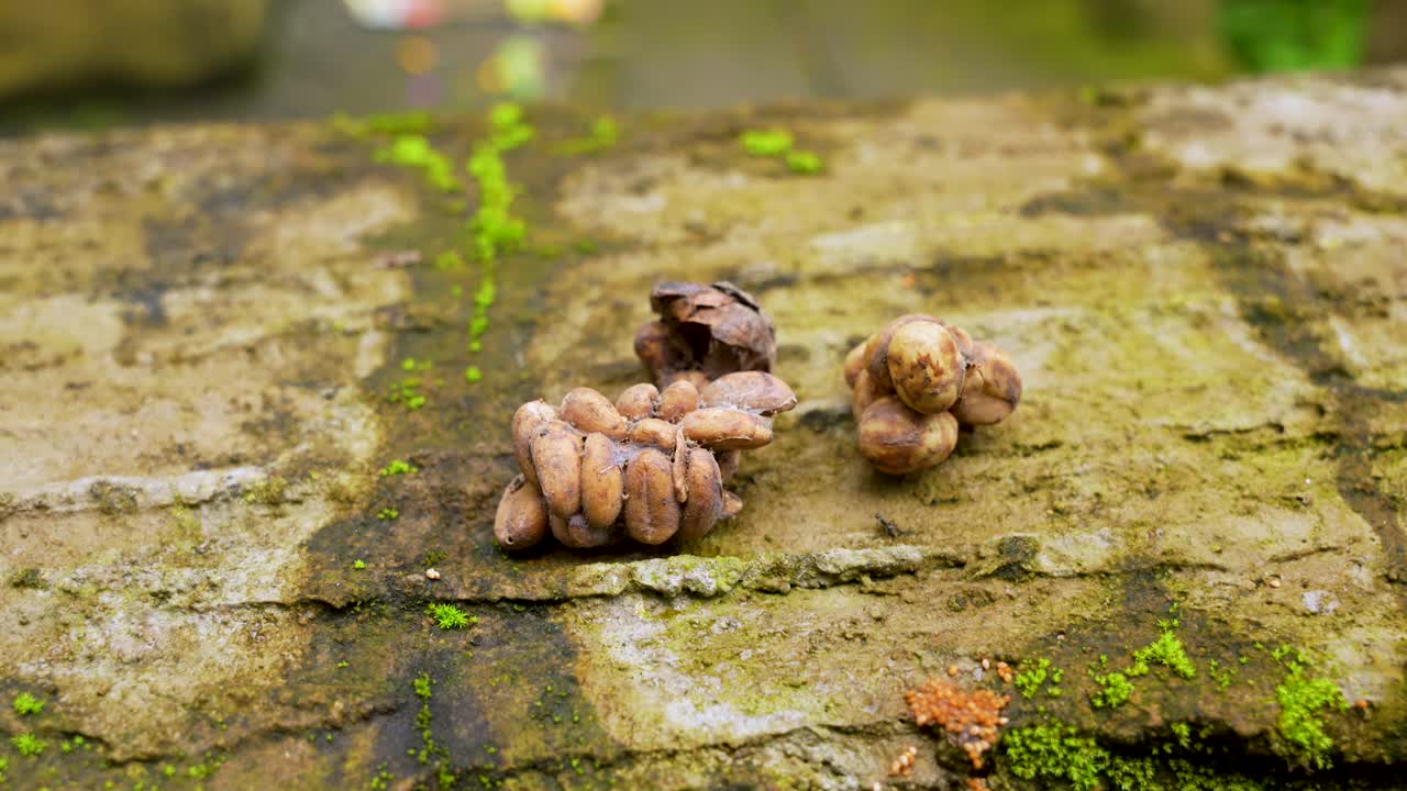 Raw luwak coffee beans collected from civet droppings are shown unprocessed on a mossy stone surface in Indonesia, highlighting the early stage of this unique coffee-production process