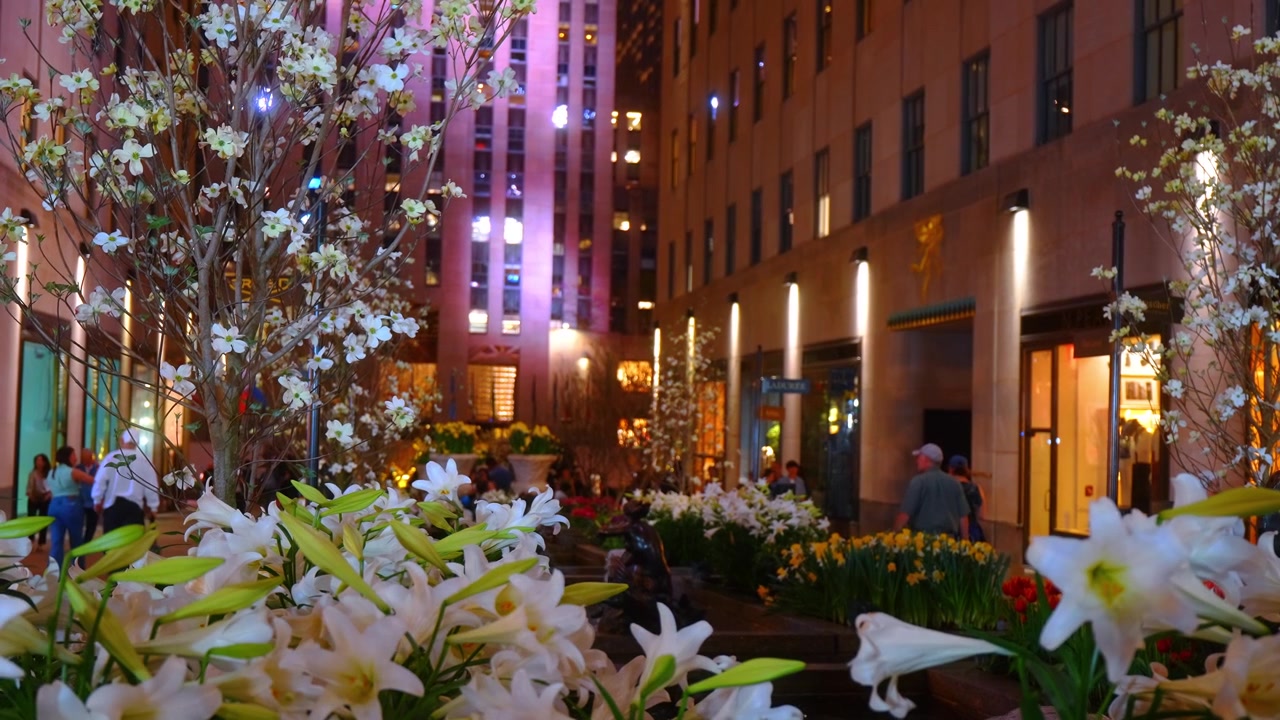 Nueva York, EE. UU., 16 de abril de 2026: Lirios en flor en los Jardines del Canal del Rockefeller Center por la noche. Perspectiva cercana de flores blancas en un jardín público con edificios de la ciudad iluminados detrás.