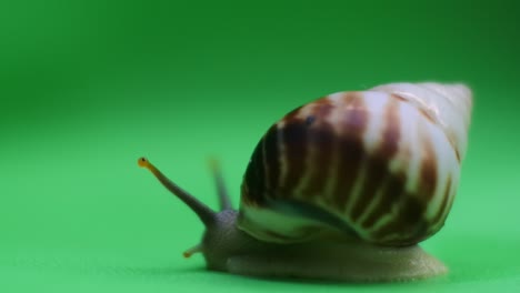 Snail crawling on green screen-3