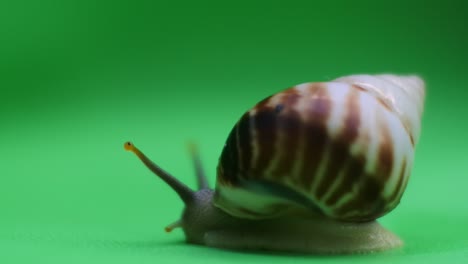 snail crawling on green screen-3