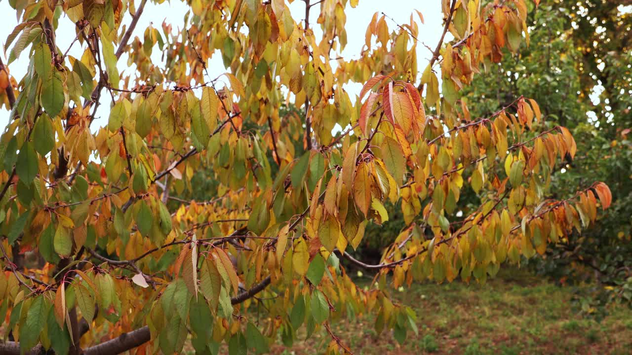 Cerezo con hojas otoñales amarillas durante la temporada de otoño